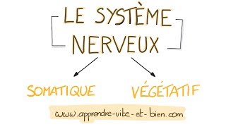 NEUROSCIENCES EN DESSINS  Système nerveux somatique et végétatif [upl. by Nora333]