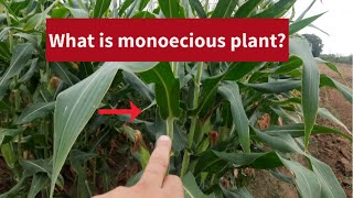 What is monoecious plant [upl. by Dhruv]