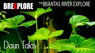 Daun Talas I Brantas River Explore [upl. by Riancho]