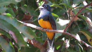 Male Greenbacked Trogon Trogon viridis [upl. by Frances885]