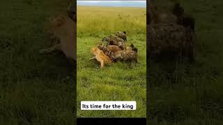 lion hyena animals dog wildlife funny wildanimals shorts krugersafari krugerparksafari [upl. by Aufa]