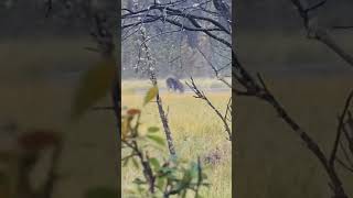 First Weekend Moose Hunting August 24th Tok [upl. by Rice]