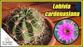 Lobivia cardenasiana E ancistrophora subs cardenasiana Ficha de cactus 👉 DESCRIPCIÓN  CUIDADOS [upl. by Adnilrem888]