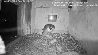 FalconCam 2024 09 01 pale passerine prey at night still alive [upl. by Any]