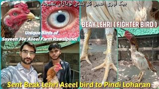 Sent beak lehri aseel bird to Pindi loharan  Mamu imran  foryou birds trending aseel unique [upl. by Sikes]