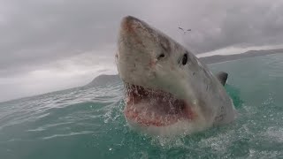 Great White Bites Man Walking to Shore [upl. by Brenza]