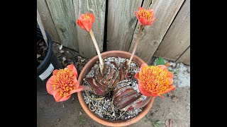 This Week in the Garden 115 degree temps Amaryllis Belladonna and Haemanthus S2E40 [upl. by Germaun403]