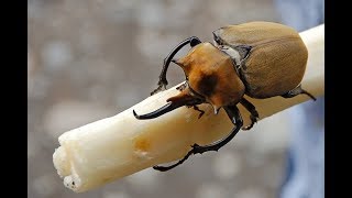 БЛОГ 6  Домашние жуки Coleoptera Жукслон [upl. by Fairfield]