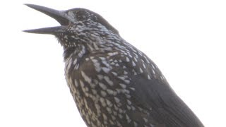 Cassenoix moucheté  Spotted Nutcracker  Nucifraga caryocatactes [upl. by Barbaresi865]