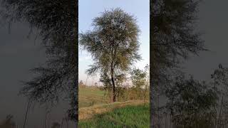 Gum arabic tree or Babool tree [upl. by Aseeral]