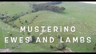 Paul moving sheep with 4 kelpies DRONE FOOTAGE [upl. by Lanna]