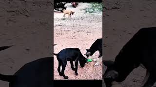 dogfood petfood streetdog blackdog pets street dogs fooding biscuit 🍪 [upl. by Theressa583]