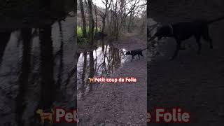 🐕‍🦺Bien quon se les pèlent dehors petit coup de folie 🐞 [upl. by Nairrot]