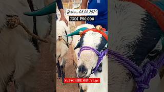 Retteri Market 080624  Nellore Judipi BAKRID 2024  2024 goat sheep animals india shorts [upl. by Ethelin]