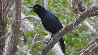 Greattailed Grackle Calling [upl. by Davilman]