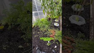 Möhren im Oktober ernten garten bio vegan info video gardening pflanzen [upl. by Ahtennek]