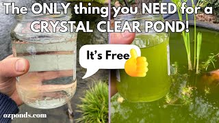 The ONLY thing you NEED for a CRYSTAL CLEAR POND [upl. by Aleac283]