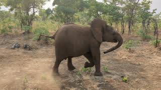 Orphaned Elephant Wamwayis Playful Antics [upl. by Otiragram]