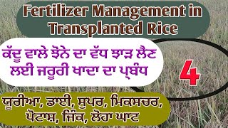 Fertilizer Management in Transplanted Rice ਕੱਦੂ ਕਰਕੇ ਲਗਾਏ ਗਏ ਝੋਨੇ ਨੂੰ ਖਾਦਾਂ Shergill Markhai [upl. by Enylodnewg189]