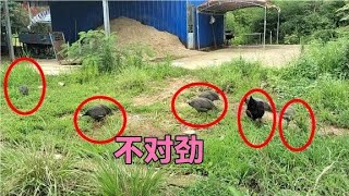 大娘1元一只买回一批鸡苗，发现越养越不对劲，现在是吃也不敢吃 [upl. by Eidahs466]