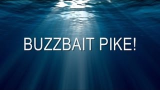 Buzzbait PIKE [upl. by Modie612]