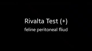 Rivalta test Feline peritoneal fluid 李凡他試驗 貓咪腹水 腹膜炎 FIP [upl. by Petigny]