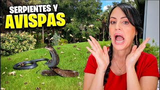 AVISPAS SERPIENTES y HALLOWEEN 😱 Pasa de TODO en la Finquita Bonita 😅 Sandra Cires Vlog [upl. by Ellett]