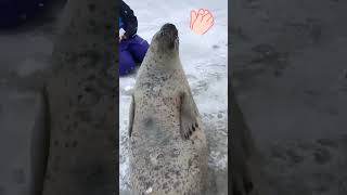 Seal rapidly smacking belly short viral sea animals seal adventure funny memes cute [upl. by O'Neill]