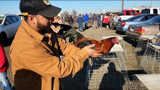 Comprando Gallos Finos En El Remate Cuanto Cuesta Un Gallo De pela aquí [upl. by Eetnahc]