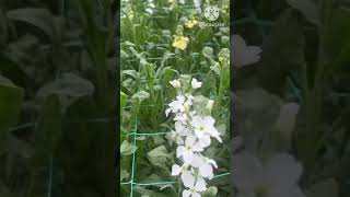 stock flower स्टॉक फ्लावरgily flowerमथिओला इन्काना Matthiola incana indiaicon [upl. by Adnertal]