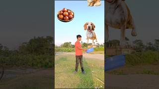 Catching hen two girls food dog amp cat vs giant frog  Funny vfx magic video 😄 shorts [upl. by Ettesoj]