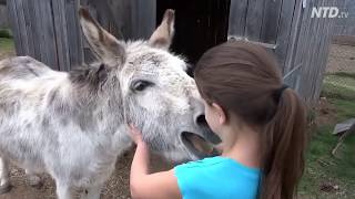 True Love  A Girl and her Donkey [upl. by Philbert]