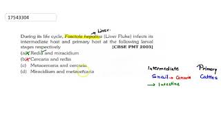 During its life cycle fasciola heptica Liver fluke Infects its intermadiate host and primary host [upl. by Laleb25]
