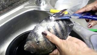 How to clean karimeen  pearl spot fish  കരിമീൻ എളുപ്പത്തിൽ എങ്ങനെ ക്ലീൻ ചെയ്യാം [upl. by Rains]