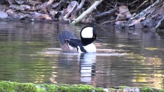 Hooded Merganser [upl. by Ika53]