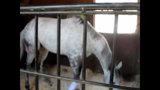 Rescued Racing legend Ever a Friend arrives at an Amaryllis Farm Equine Rescue care center [upl. by Emmi]