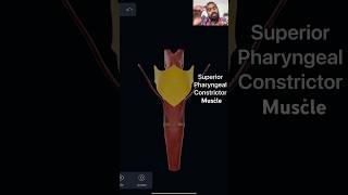 Part’s of Pharynx  Pharynx  Anatomy pharynx anatomy medical music science anatomymadeeasy [upl. by Medin]