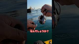 なんでしょうか？shorts 釣り fishing [upl. by Anehta]