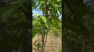 Aquilaria tree farming in Vietnam [upl. by Nelra]