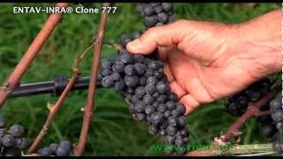 Pinot Noir ENTAVINRA® 777 Riversun Video [upl. by Dymphia]