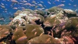 The magical coral reefs of Lakshadweep [upl. by Enelie]