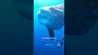 Incredible Ocean Sunfish Discovery [upl. by Boucher350]