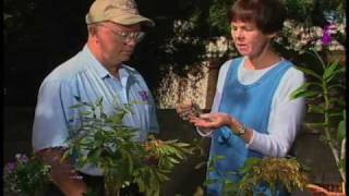 How To Identify Garden Pests On Your Plants amp Trees [upl. by Uah]