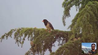 Redbilled blue Magpie The PeakMystic Wilderness [upl. by Lramaj]