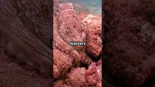 5 fascinating facts about octopus 🐙 youtubeshorts animals wildlife octopus facts [upl. by Joella82]