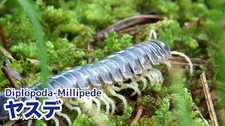 ヤスデ DiplopodaMillipede [upl. by Ailimaj]