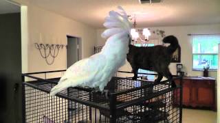 Dancing Cockatoo  funny cockatoo video  funny animal video [upl. by Ytsirk]