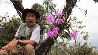 Degawa San At the Cattleya maxima Habitat Ecuagnera Tours MVI [upl. by Enahs]