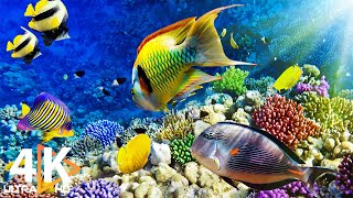 The Best 4K Aquarium for Relaxation II 🐠 Relaxing Oceanscapes  Sleep Meditation 4K UHD Screensaver [upl. by Ledua]