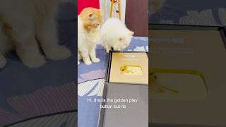 Billu ka golden play button👌🏻 catcomedy comedy billucat sajidcat cat catworld catlaughs [upl. by Elvie]